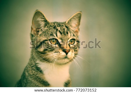 Close up tiger kitten (tabby) with light background, Portrait of tabby kitten. felis silvestris