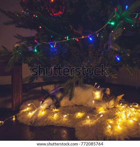Cat sleeping under christmas tree. Happy New Year