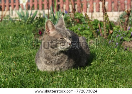 Proud cat lays on the grass