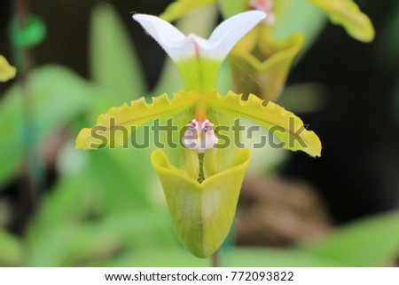 Lady Slipper Orchid (Pink Face)