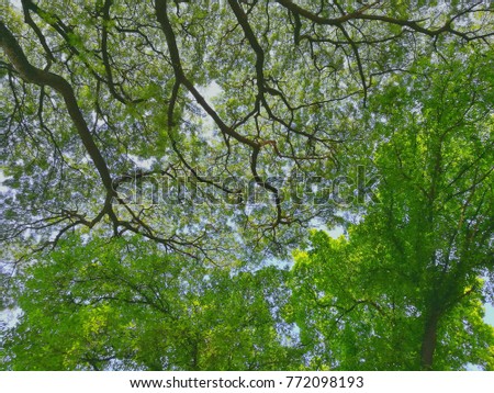 ficus and rain tree canopy