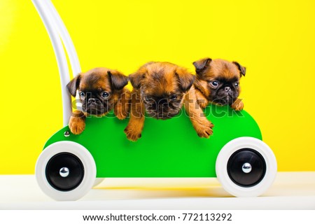 Three yellows puppies in shop car