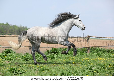 Carthusian horse - the purest line of pura raza espanola Royalty-Free Stock Photo #77211670