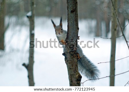 Eurasian red squirrel in grey winter coat with ear-tufts looks into the frame, clinging to a thin tree against the background of snow-covered winter forest