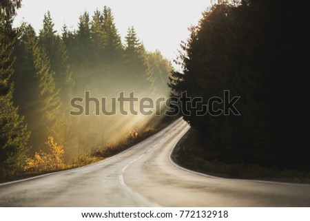 Sun rays through the green trees light up the fog on the empty curvy road through the misty forest. 