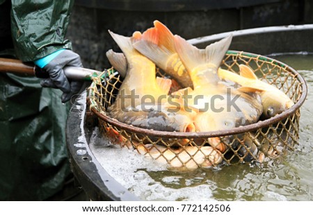 lots of fresh fish just been caught from the sea stock photo