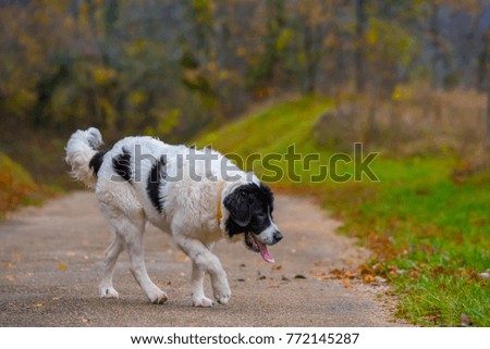 landseer dog puppy