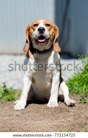 beagle dog at the age of 2 years sits on the ground on a sunny day sticking out his tongue