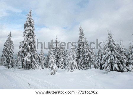 Magical snow covered fir trees in the mountains. Picturesque wintry scene