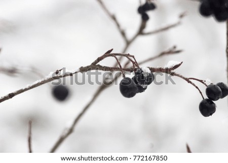 bright winter background with black berry