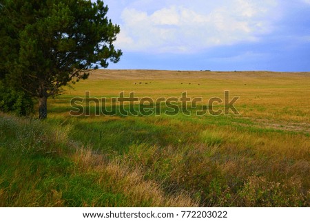 Farm field with green and yellow stripes of plants the end of the summer