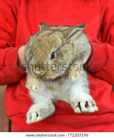 Little rabbit in child's hands. Easter symbol