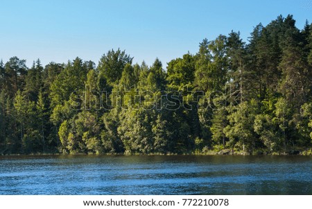 Forest coast of the lake. Summer day.