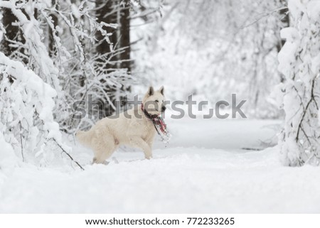 Happy white Swiss shepherd dog with red scarf in the snow on a winter day
