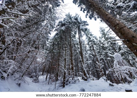 Low angle shot of snow covered pine trees in winter