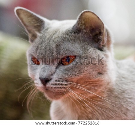 Portrait of British cat shorthair with blue gray fur. Cute pensive blue british cat with copper eyes. Noble proud european british cat makes sorrow face. British kitten asking for snack. Animal pets