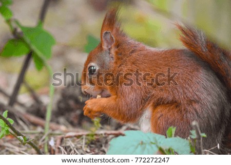 cute red squirrel