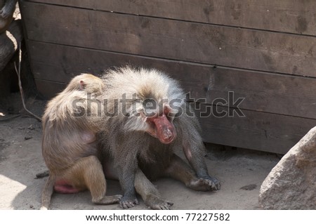 Two baboons