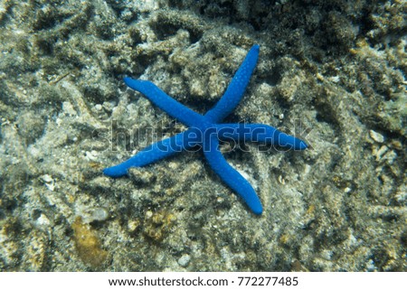 Blue star in the sea of Togian islands, Indonesia