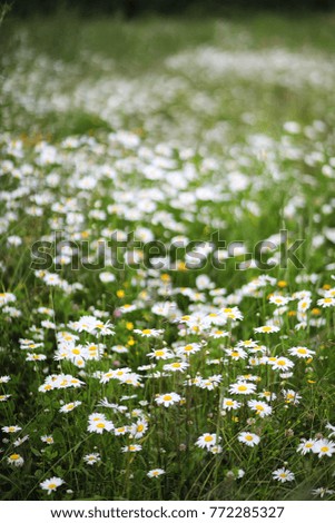 Summer field of white camomiles on the nature of the countryside