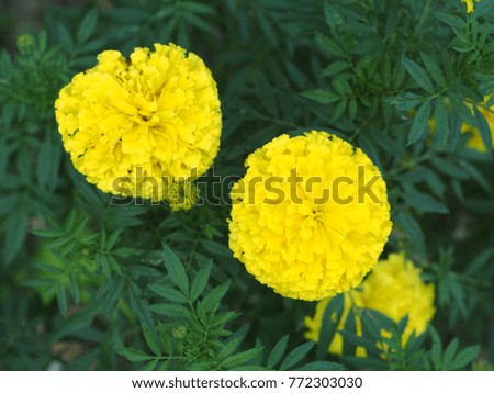 close-up on group of tropical yellow marigold flowers outdoor selective focus blur background under natural sunlight as decorative plant in botanical garden