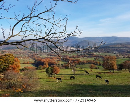 
Bright rural beautiful nature in autumn in Turkey: field, village, mountains, forest and a herd of cows graze in the meadow.