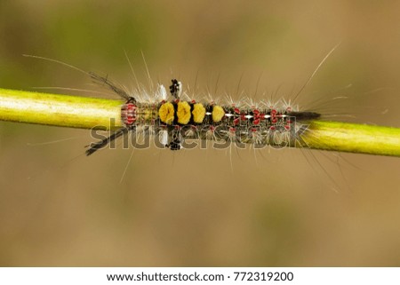 Image of worm on tree branch, A reptile that is common in nature Living under the ground Leaves and trees. Insect. Animal