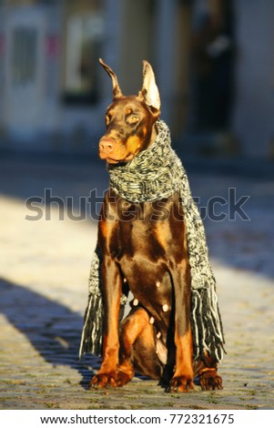 Shiny brown Doberman dog with cropped ears and docked tail sitting outdoors in the city with a knitted scarf on its neck