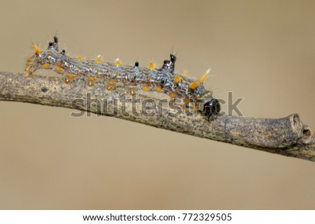 Image of brown caterpillar on tree branch on natural background.  Insect. Worm. Animal.