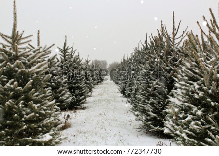 Long row of Christmas trees on a farm ready to be cut after a fresh dusting of snow.