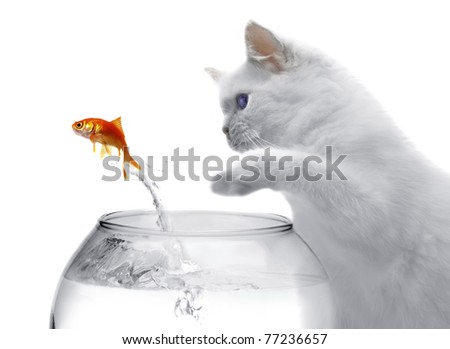 cat and a gold fish on white background