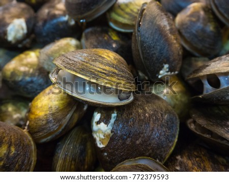 Stacked fresh clam ,Focusing center of picture