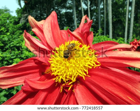 beautiful blooming Chrysanthemum flowers in the garden,closeup blooming flower with bee on the pollens