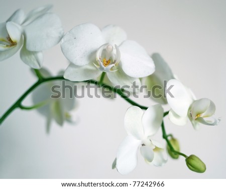 Twig of orchid flowers on light background. Shallow DOF