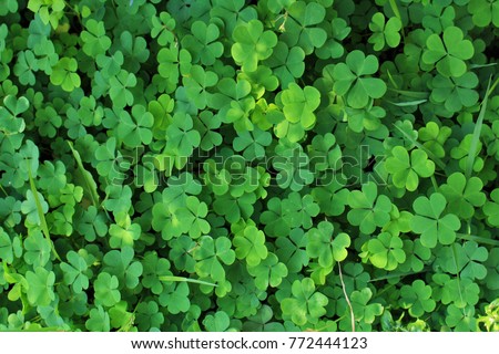 Best seller, nature green leafy textured background, fresh colourful wallpaper