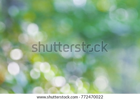 Abstract green leaf light sparkling blur in forest. 