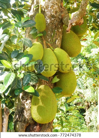 The jack fruit, also known as fenne is a species of tree in the fig, mulberry, and breadfruit family native to South India.