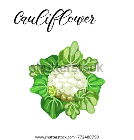 Cauliflower icon. Isolated object. Cauliflower logo. Vegetable from the garden. Organic food. Vector illustration.