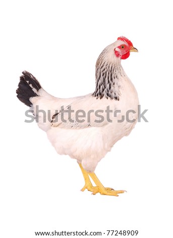 White hen isolated on white, studio shot. Royalty-Free Stock Photo #77248909