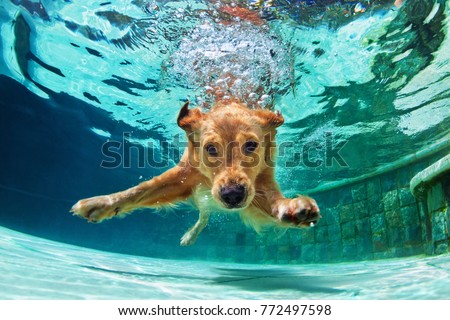 Underwater funny photo of golden labrador retriever puppy in swimming pool play with fun - jumping, diving deep down. Actions, training games with family pets and popular dog breeds on summer vacation Royalty-Free Stock Photo #772497598
