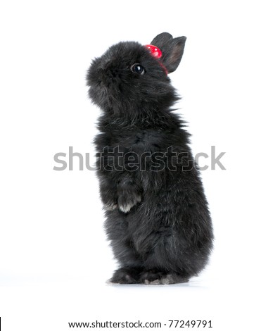 Small racy dwarf black bunny isolated on white background. studio photo.