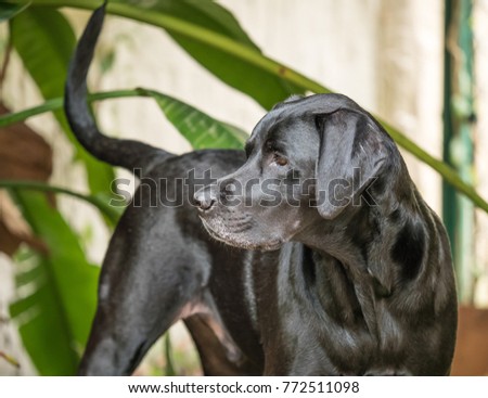 Photo of black labrador pointer mix dog - looking to the side