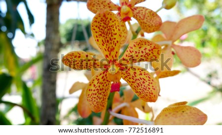 Beautiful yellow orchids