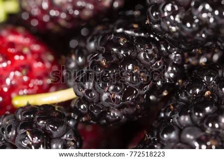 black mulberry berry as a background
