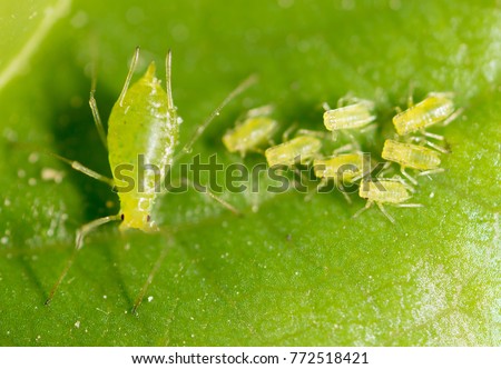 small aphid on a green leaf in the open air Royalty-Free Stock Photo #772518421