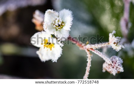 flower on the plant in the icy cold