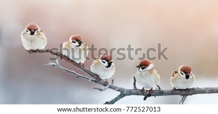 five funny little birds sparrows sitting on a branch in winter garden, hunched Royalty-Free Stock Photo #772527013