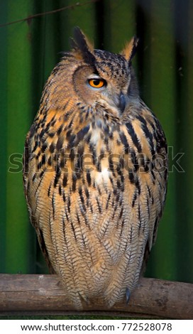 big beautiful owl sitting on a branch. unblinking eyes. in nature
