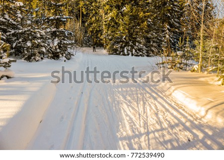 Winter landscape. Walk in winter woods. Snow world. The track for cross-country skiing. Beautiful and unusual roads and forest trails. The snowy forest. The winter is tale.