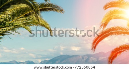 Palm trees on the blue sky background. Panoramic view.